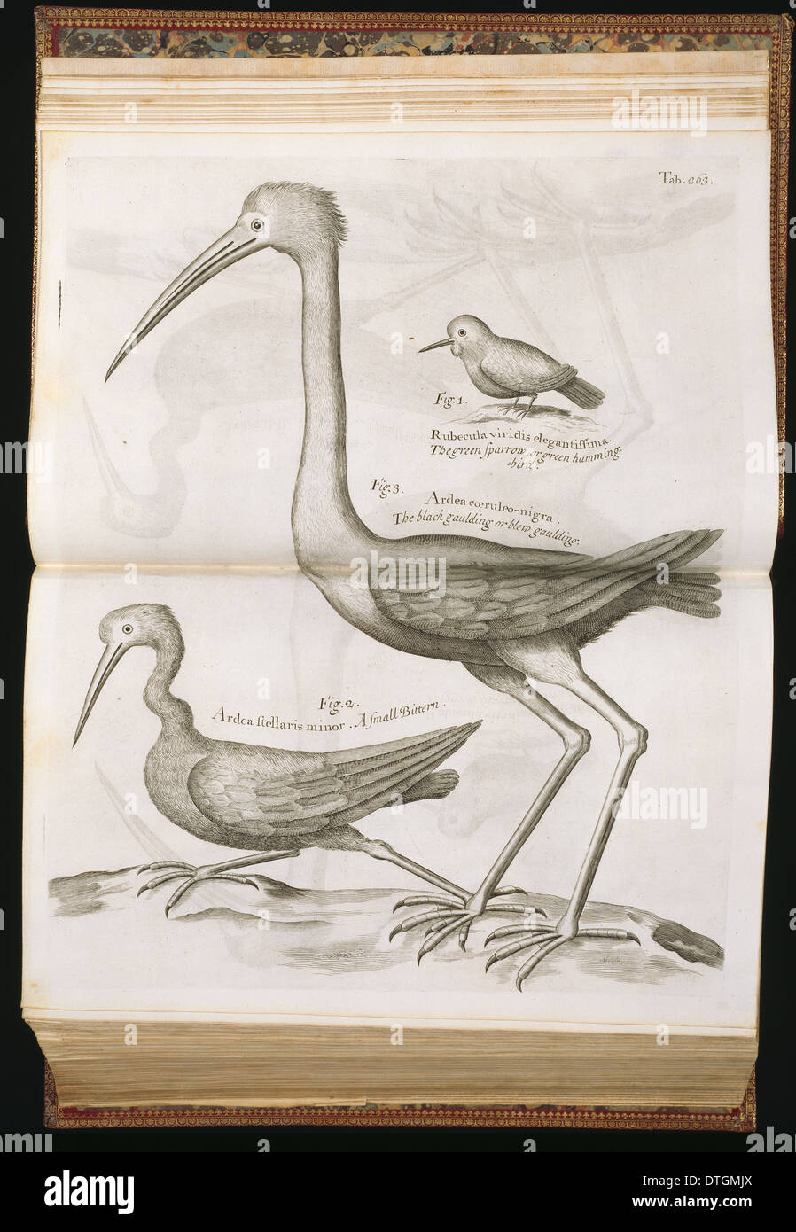 Illustrazione di uccelli da Sir Hans Sloane la storia naturale della Giamaica Foto Stock