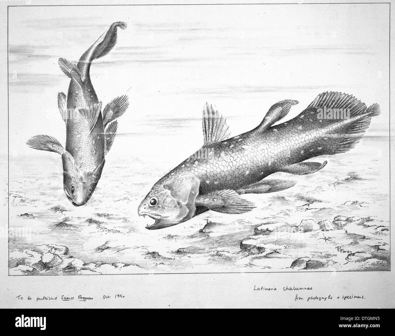 Latimeria chalumnae Smith, esemplare di Coelacanthus Foto Stock