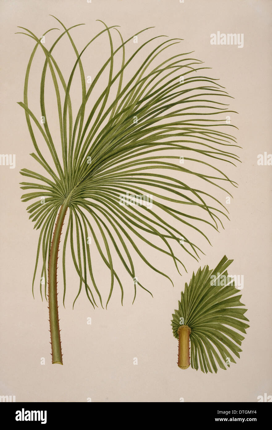 Livistona humilis, sabbia palm Foto Stock