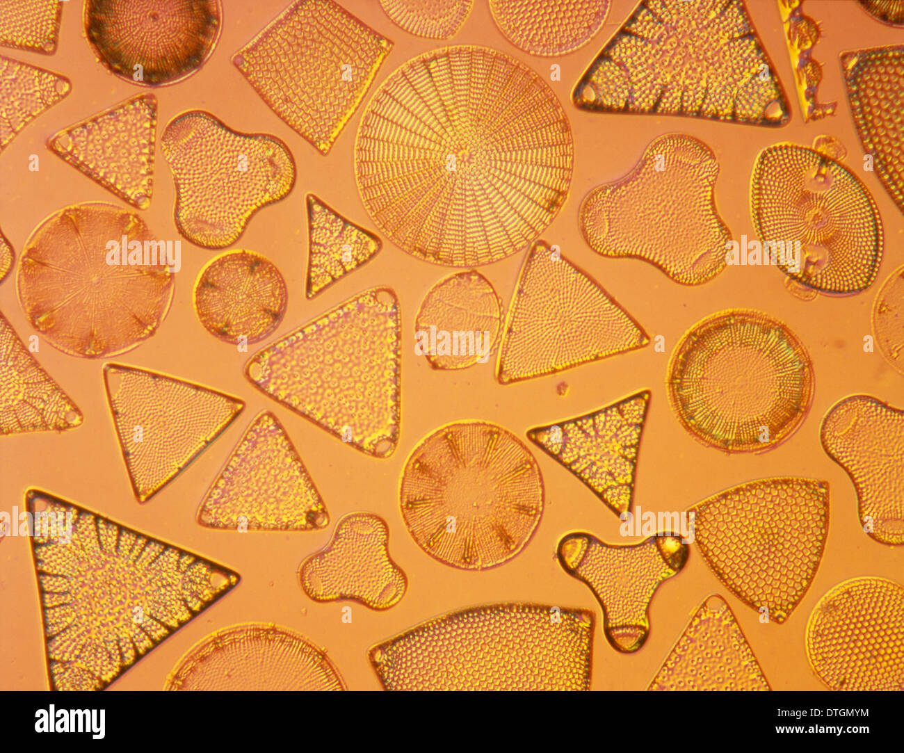 Diatomee protozoi immagini e fotografie stock ad alta risoluzione - Alamy