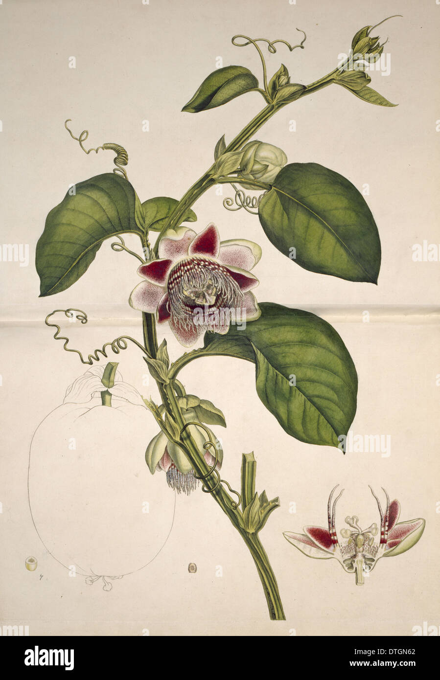 Passiflora quadrangularis, acqua limone Foto Stock