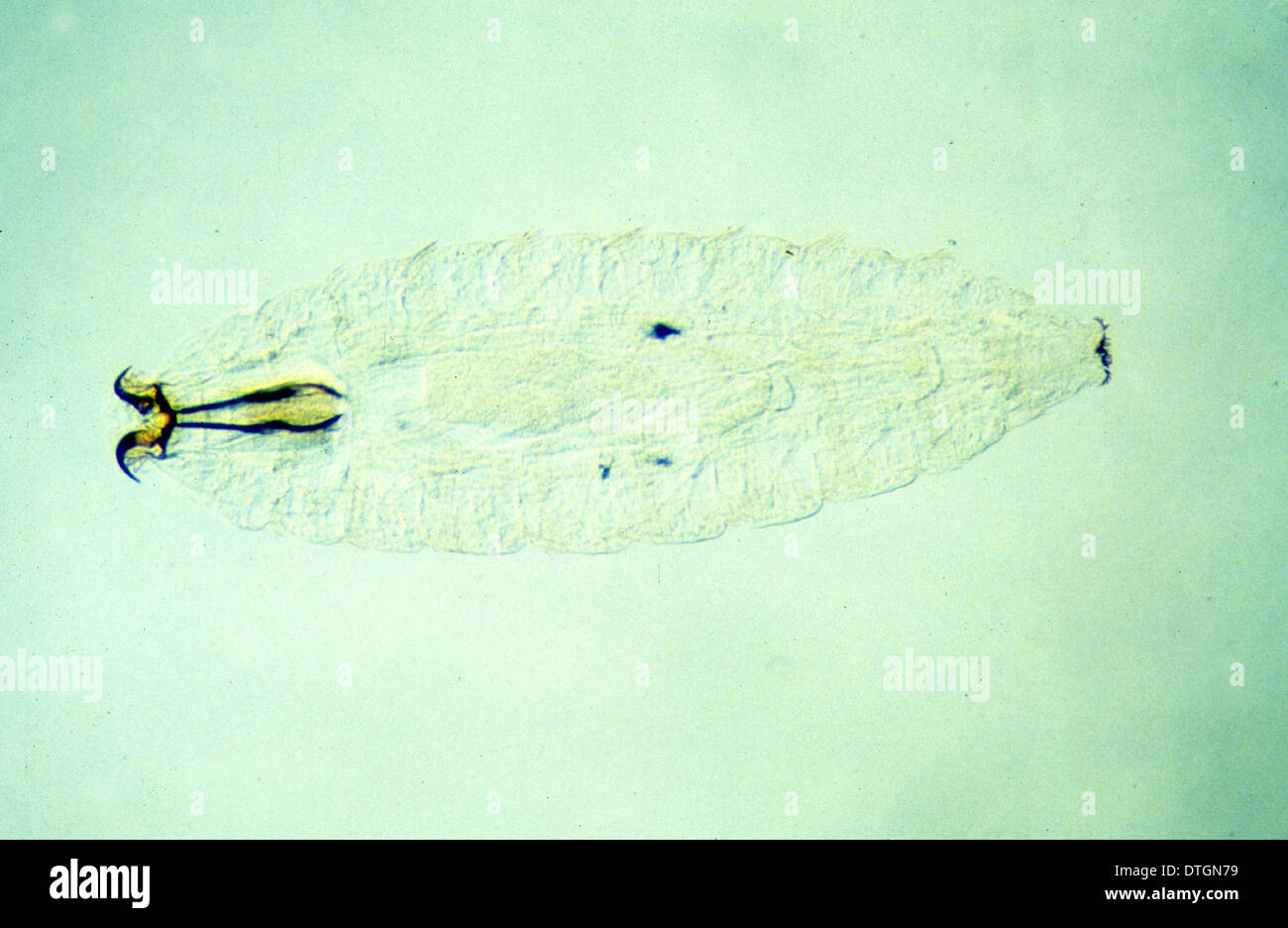 Bot fly larvae immagini e fotografie stock ad alta risoluzione - Alamy