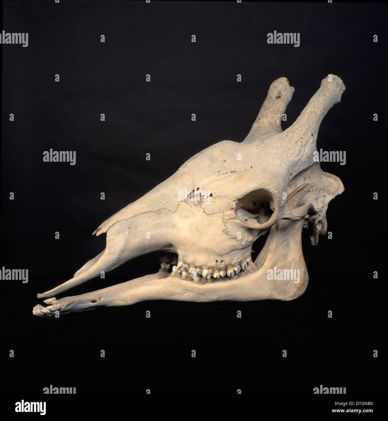 Giraffa camelopardalis, giraffe Foto Stock