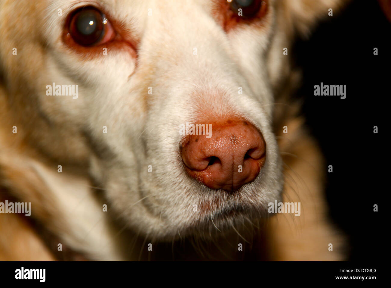 Golden mongrel dog face e muso Foto Stock