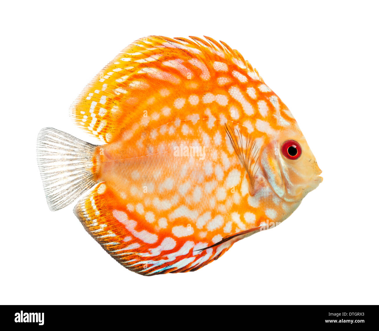 Vista laterale di un rosso sangue di piccione, discus Symphysodon aequifasciatus, contro uno sfondo bianco Foto Stock