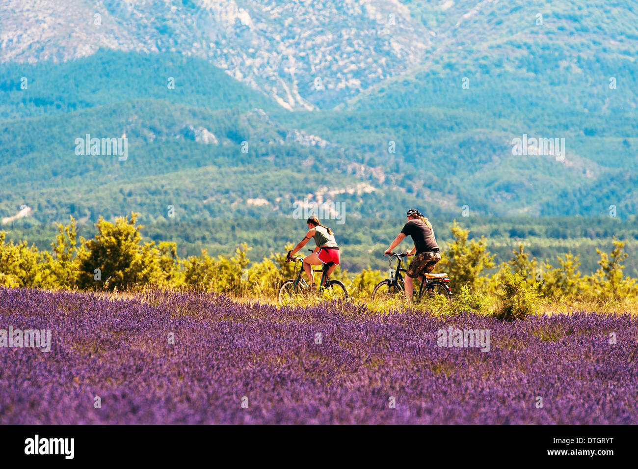 L'Europa, Francia, Alpes-de-Haute-Provence, 04, parco naturale regionale del Verdon, Valensole. In bicicletta attraverso i campi di lavanda. Foto Stock