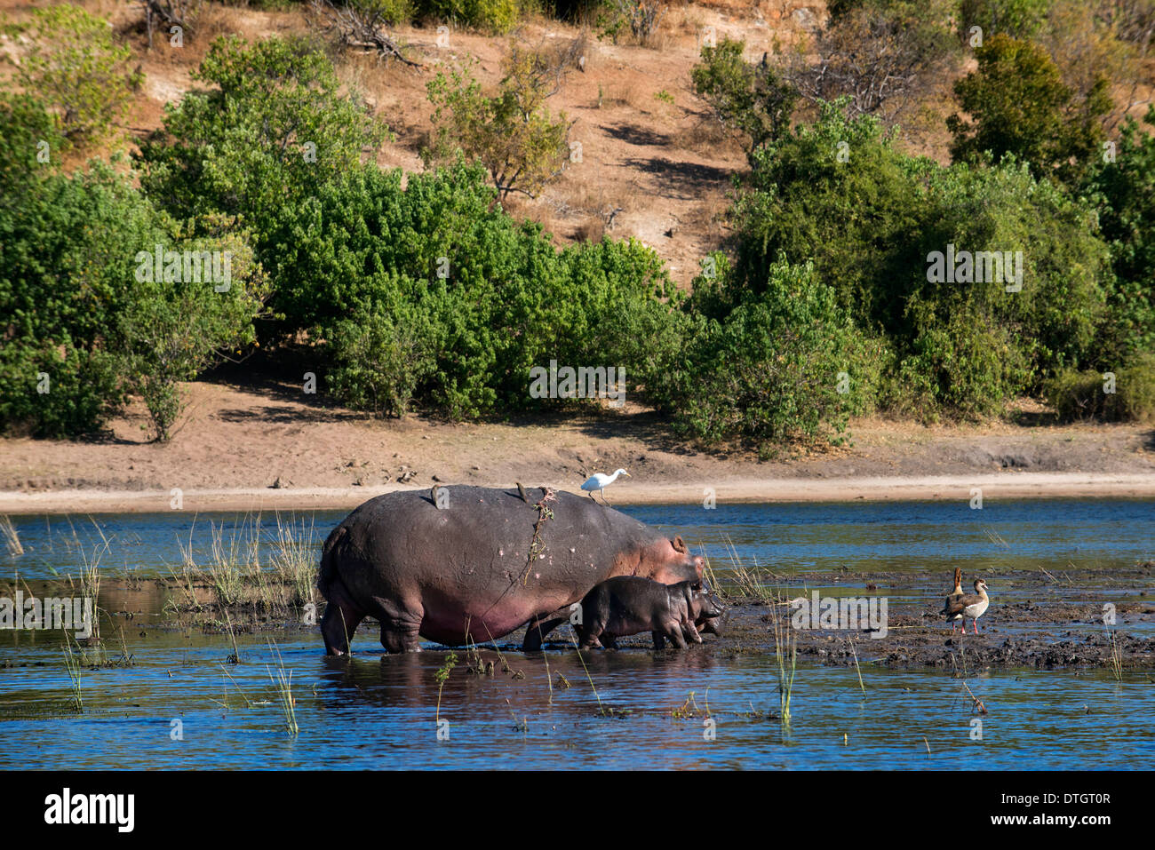 Da Victoria Falls è possibile visitare il vicino Botswana. In particolare Chobe National Park. Ippopotami in fiume Chobe. Il chobe Foto Stock