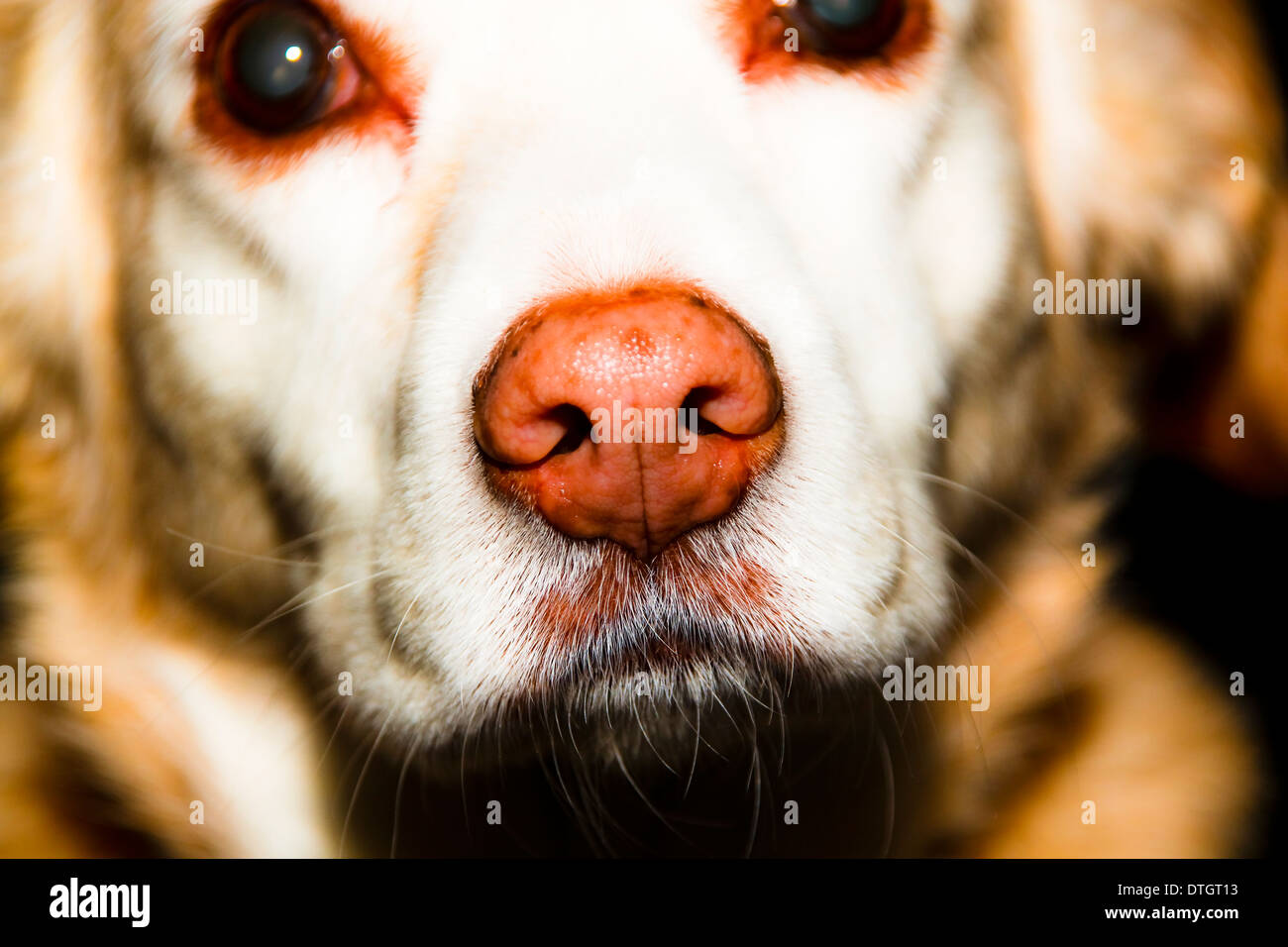 Golden mongrel dog face e muso Foto Stock