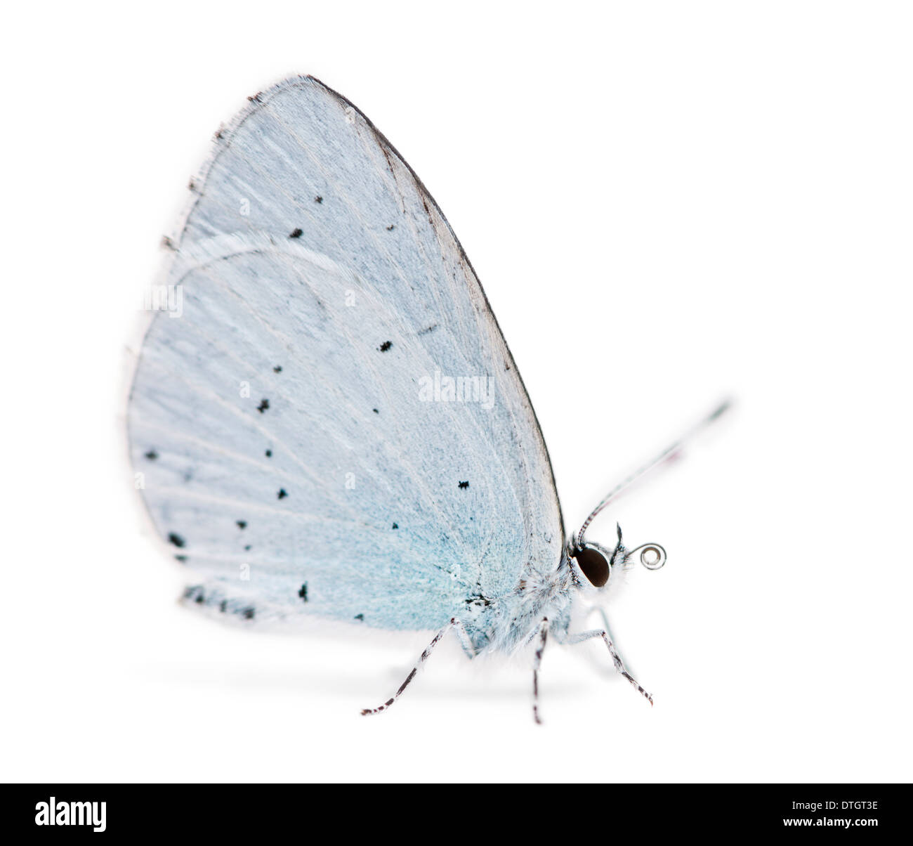 Vista laterale di un Holly Blue Butterfly, Celastrina argiolus, di fronte a uno sfondo bianco Foto Stock