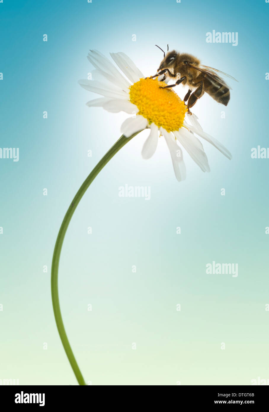 Il miele europeo bee pollinici su una margherita, Apis mellifera, su uno sfondo blu Foto Stock
