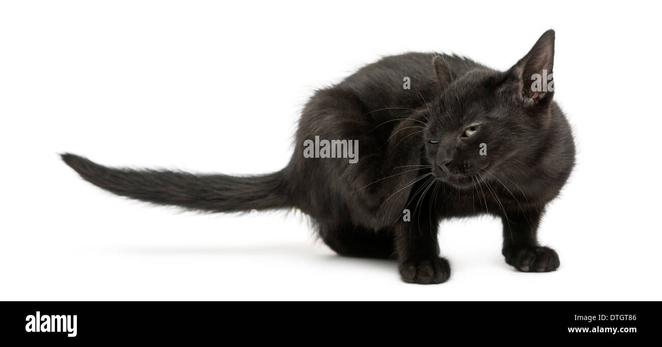 Gattino nero di graffiare, 2 mesi di età, contro uno sfondo bianco Foto Stock