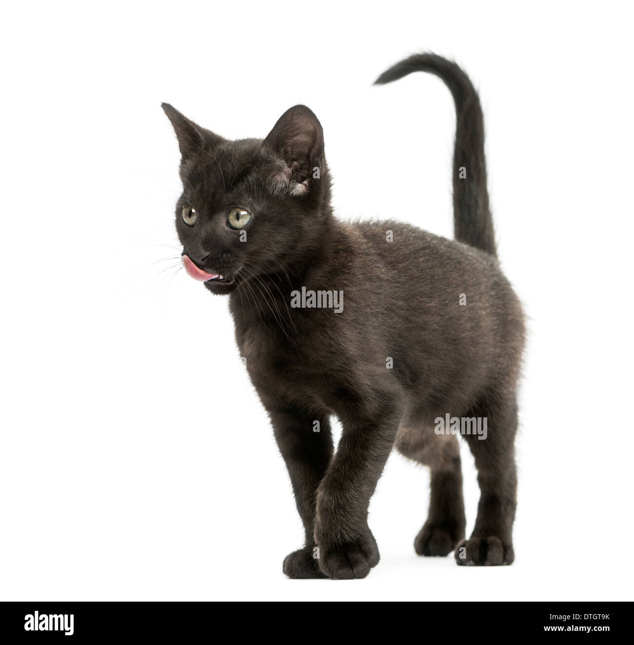 Gattino nero leccare, in piedi, 2 mesi di età, contro uno sfondo bianco Foto Stock
