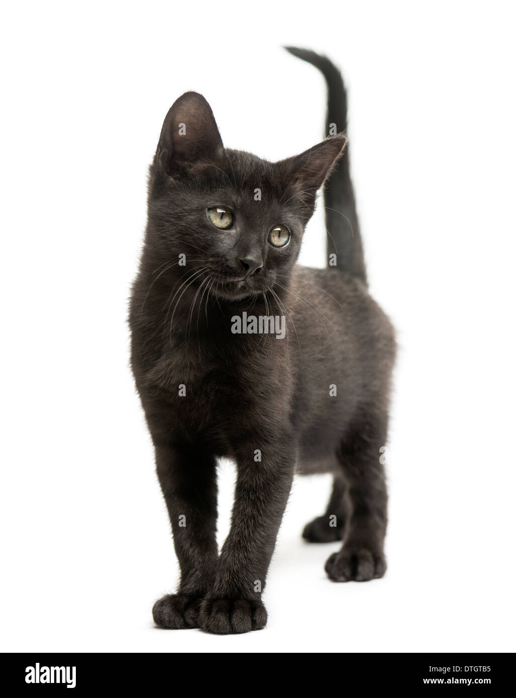 Gattino nero in piedi, guardando lontano, 2 mesi di età, contro uno sfondo bianco Foto Stock