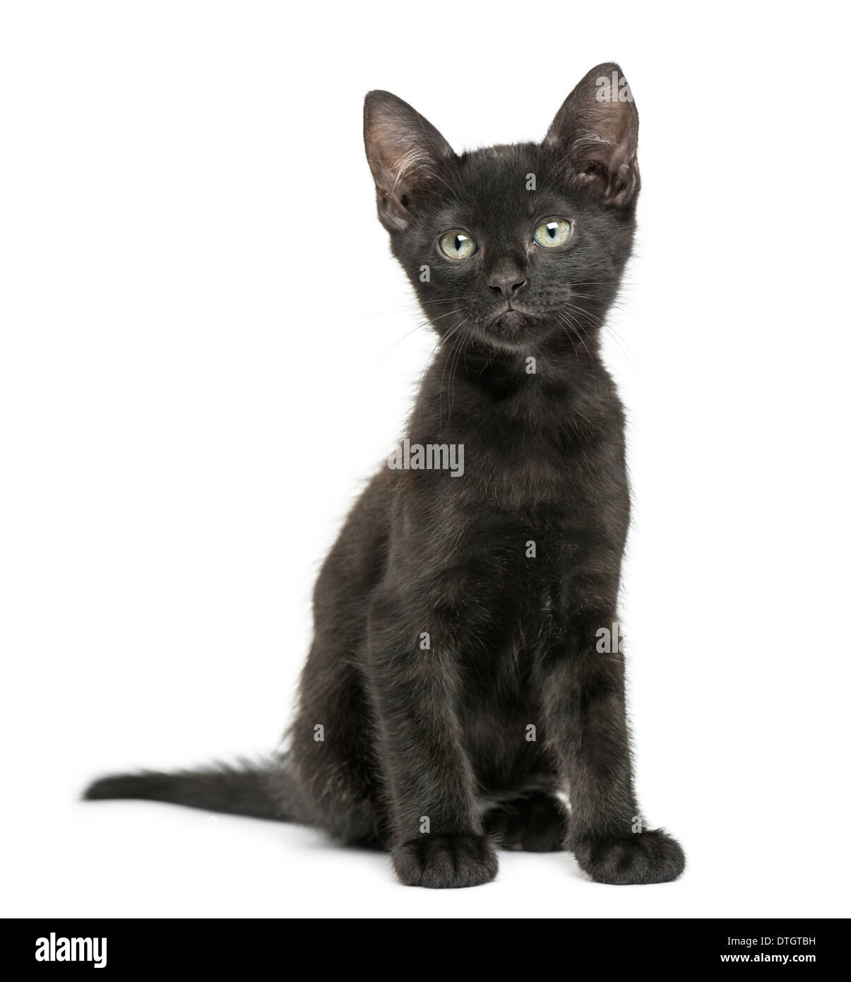 Gattino nero seduta, guardando in alto, 2 mesi di età, contro uno sfondo bianco Foto Stock