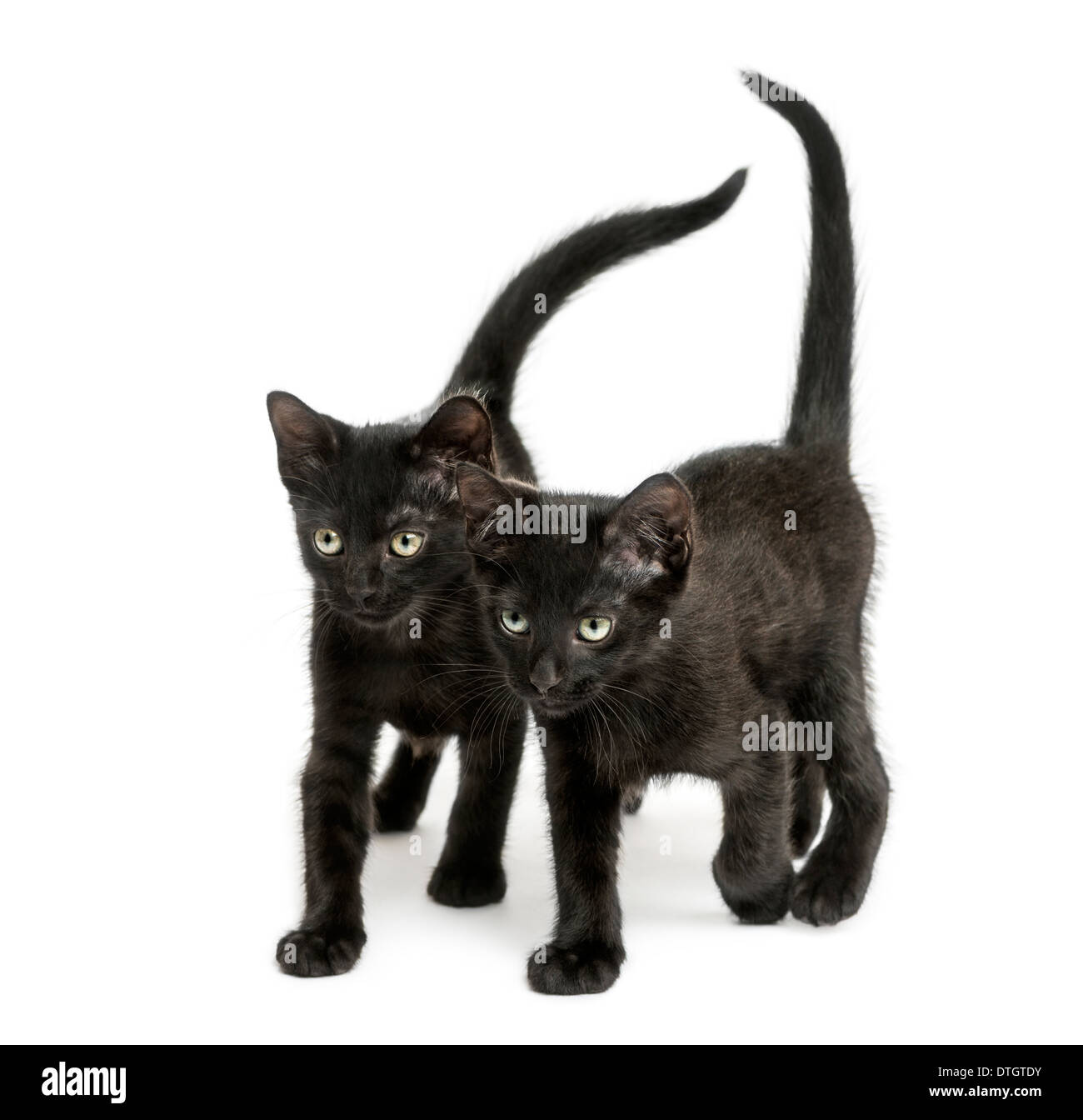 Due gattini nero a piedi nella stessa direzione, 2 mesi di età, contro uno sfondo bianco Foto Stock