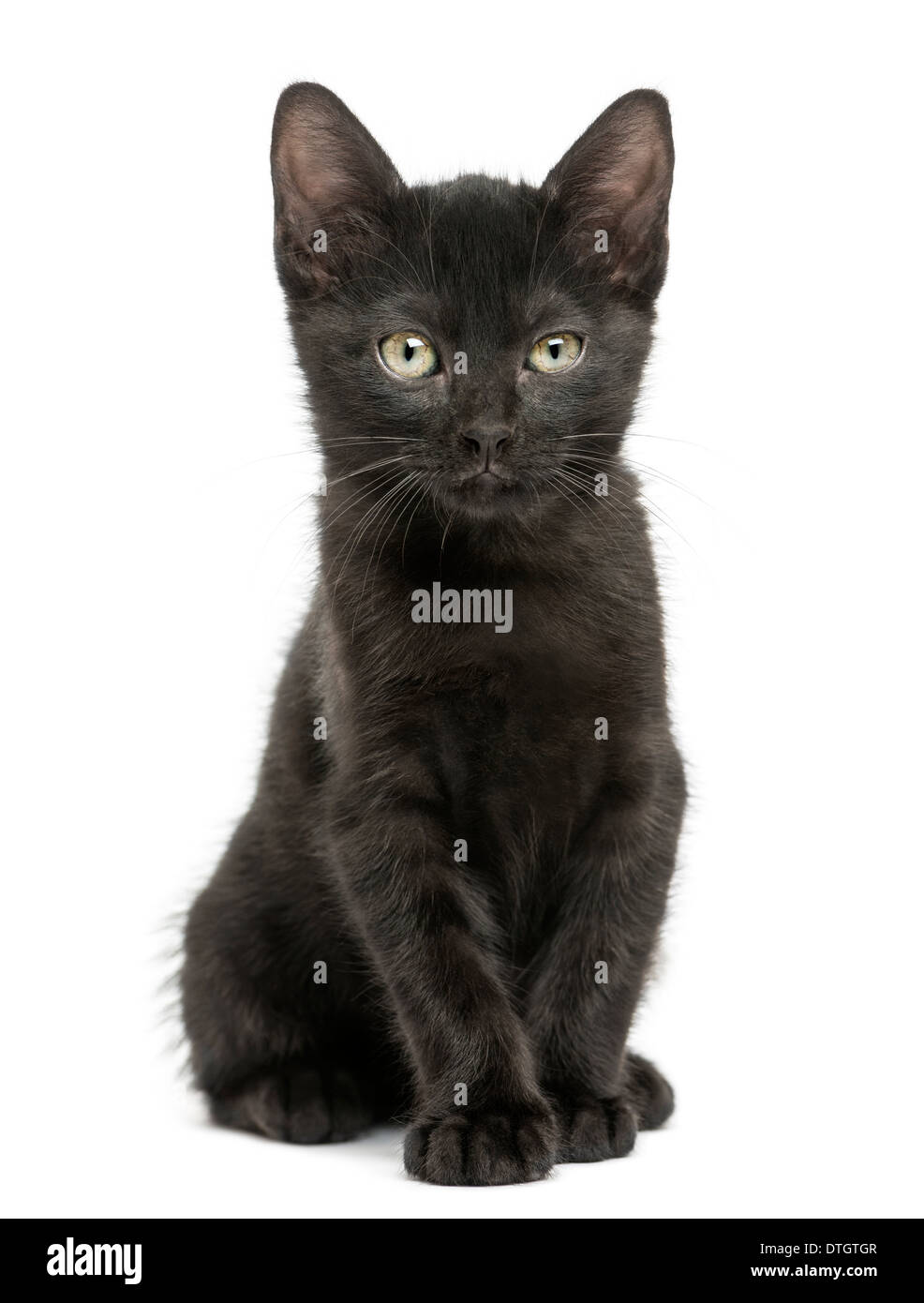 Gattino nero seduta, guardando la telecamera, 2 mesi di età, contro uno sfondo bianco Foto Stock