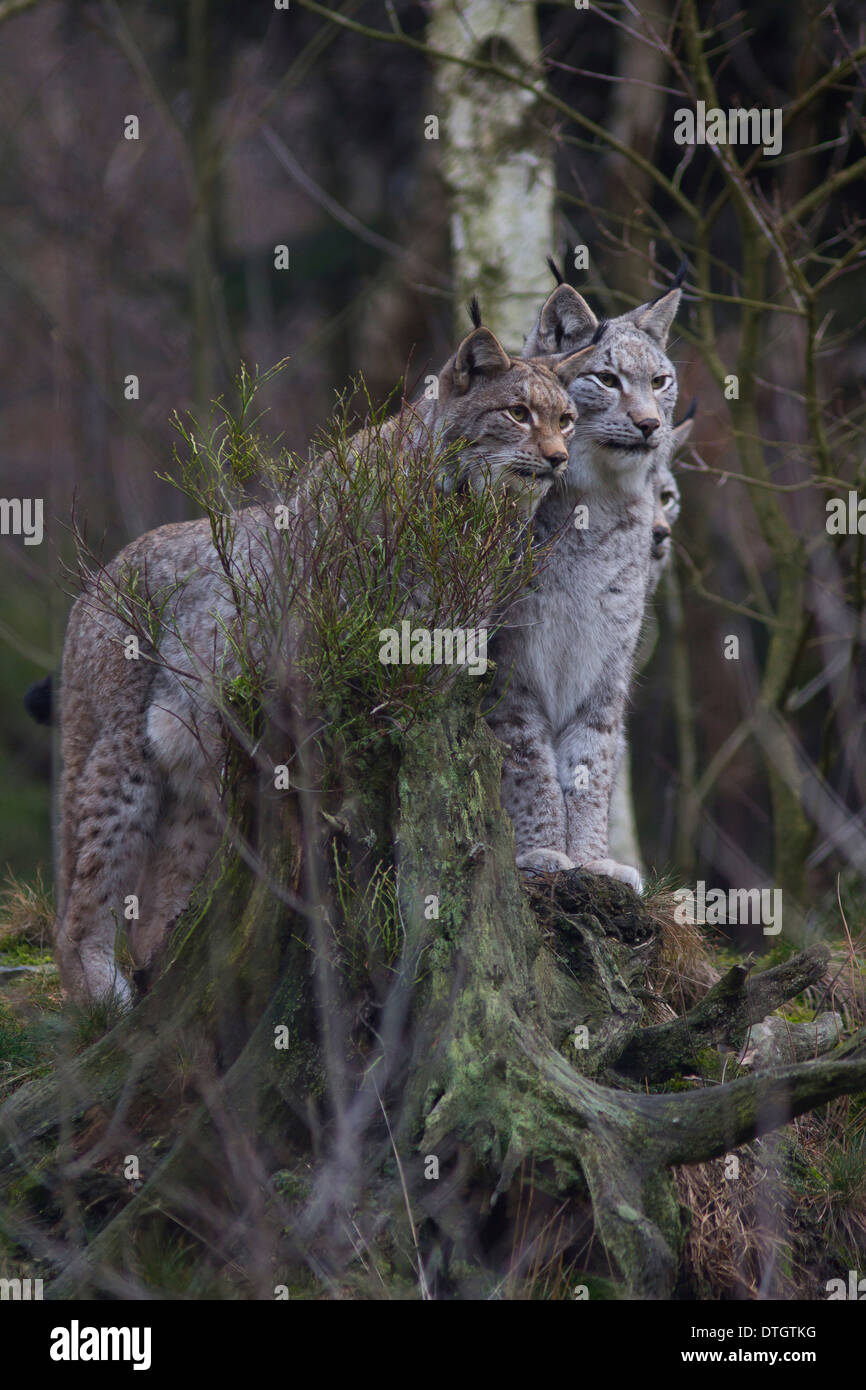 Lince o lince euroasiatica (Lynx lynx) nel loro habitat, prigionieri Bilsteintal wildlife park, Foresta di Arnsberg, regione di Sauerland Foto Stock