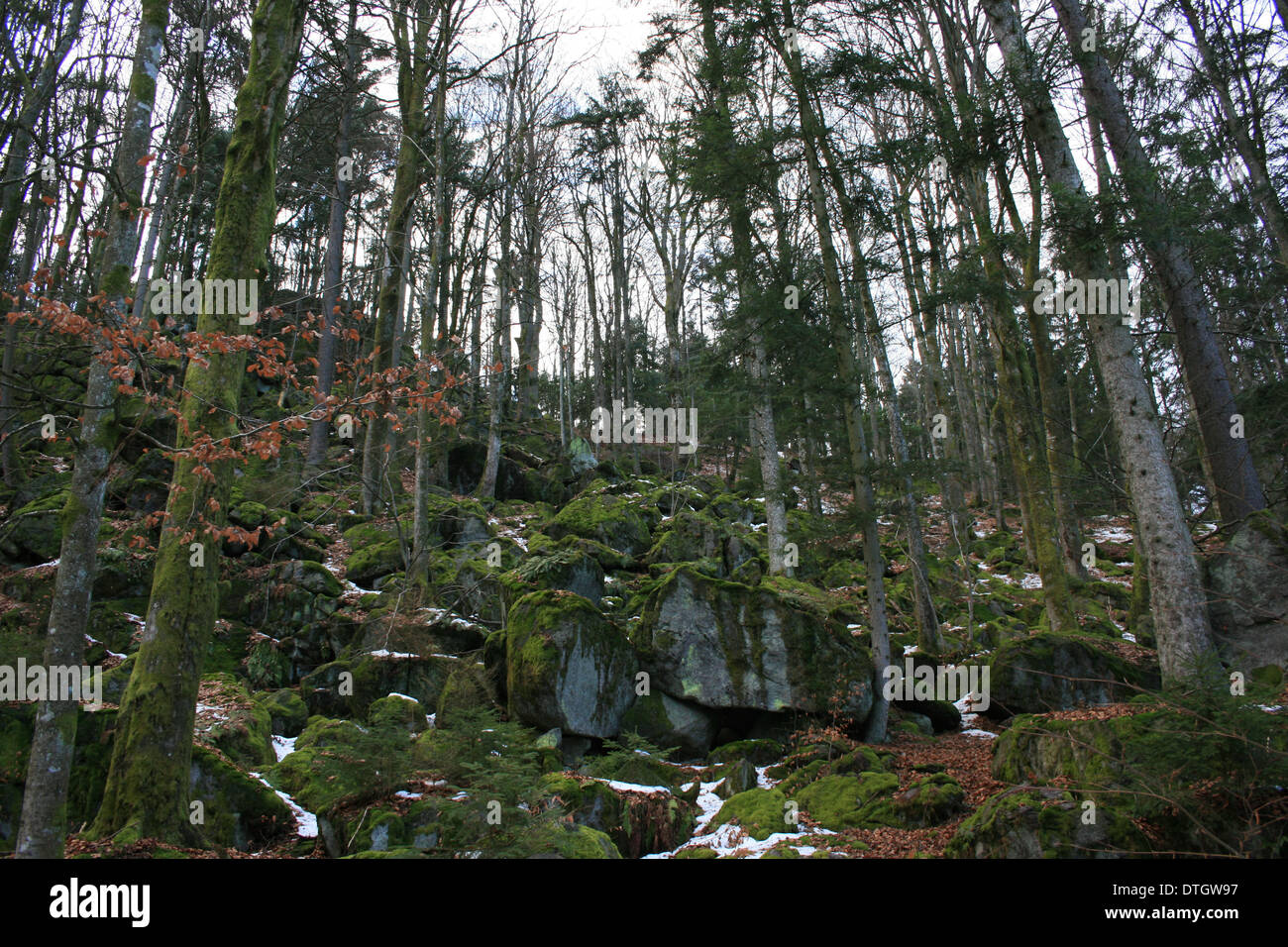 Foresta Bavarese Foto Stock
