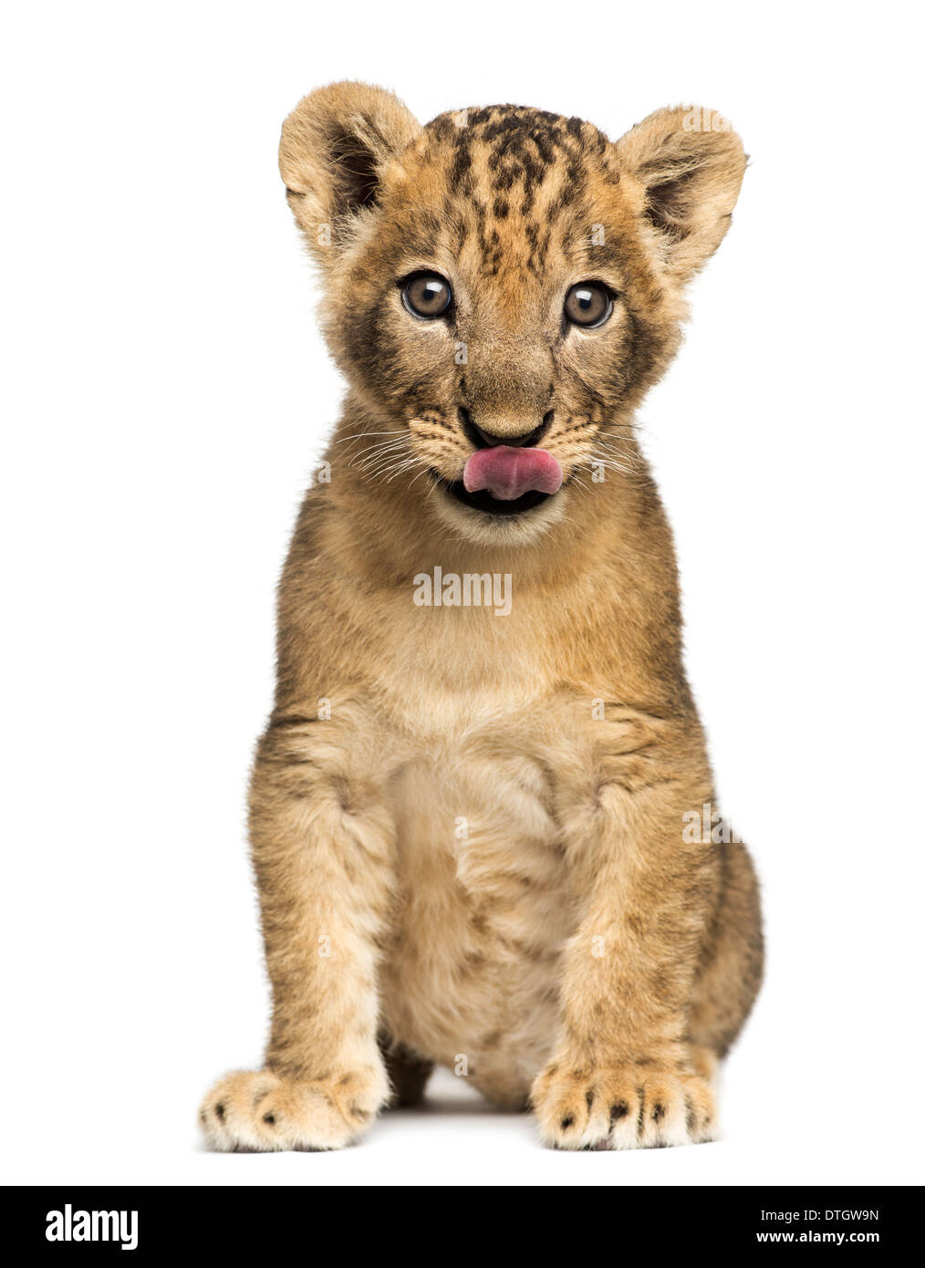 Lion cub seduta, leccare, 7 settimane di età, contro uno sfondo bianco Foto Stock
