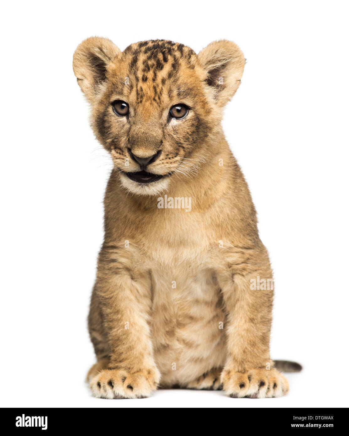 Lion cub seduta, 7 settimane di età, contro uno sfondo bianco Foto Stock