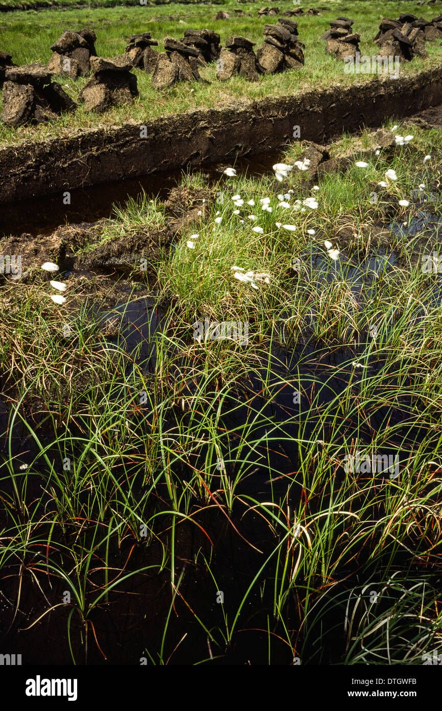 Tagliare lastre di torba impilati per essiccamento in zone umide di Sutherland in Scozia con cotone l'erba cresce nell'area di raccolta Foto Stock