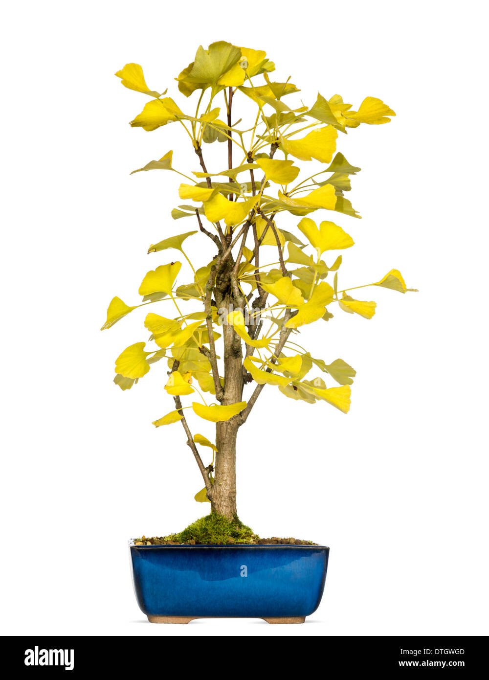 Il Ginkgo albero di bonsai, Ginkgo biloba, contro uno sfondo bianco Foto Stock