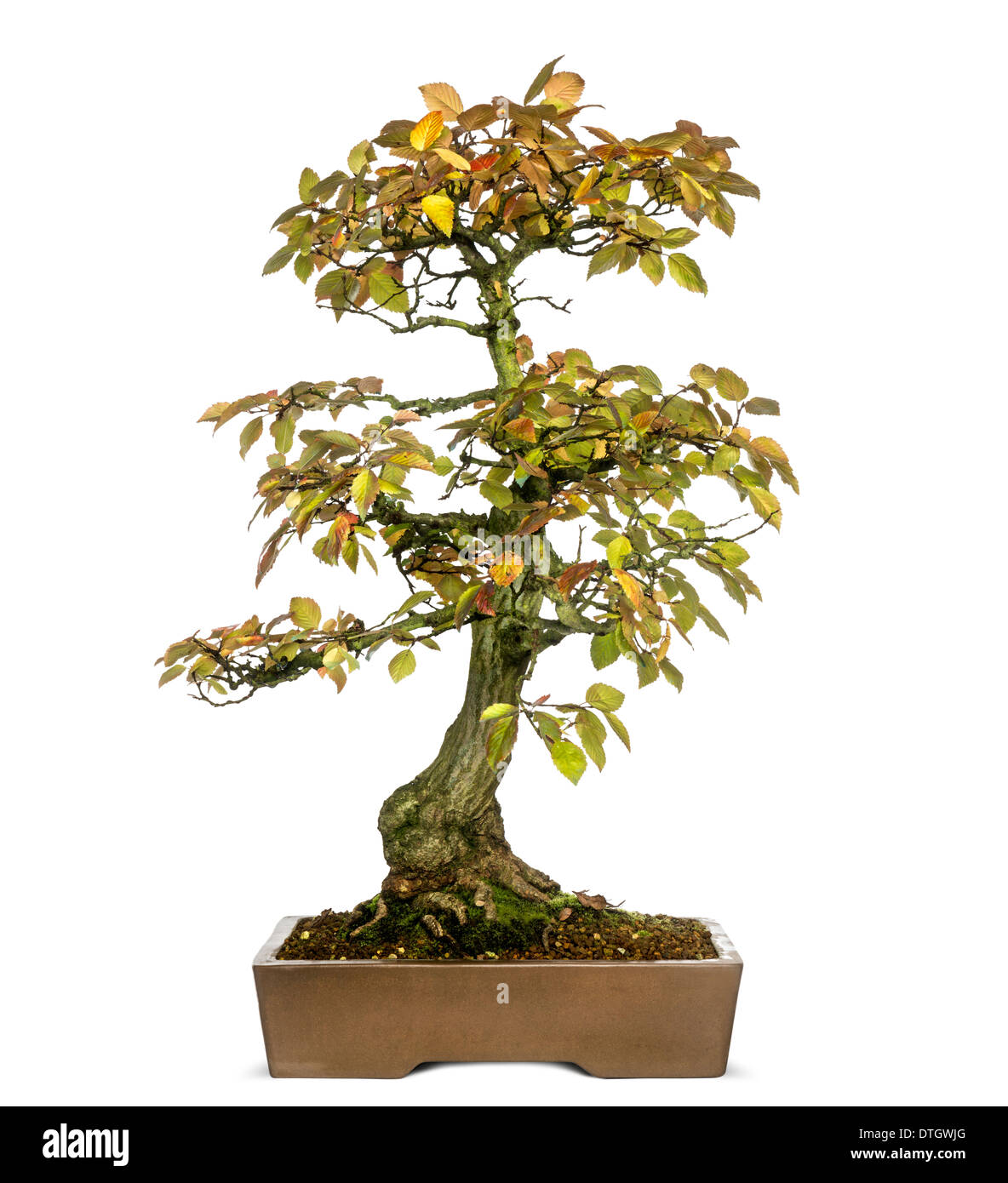 Carpino coreano albero di bonsai, Carpinus turczaninowii, contro uno sfondo bianco Foto Stock