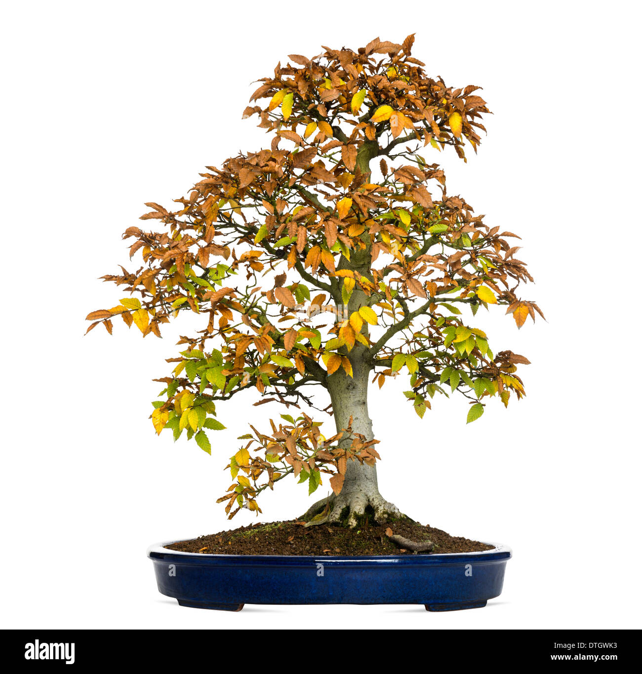 Il faggio albero di bonsai, Fagus, contro uno sfondo bianco Foto Stock