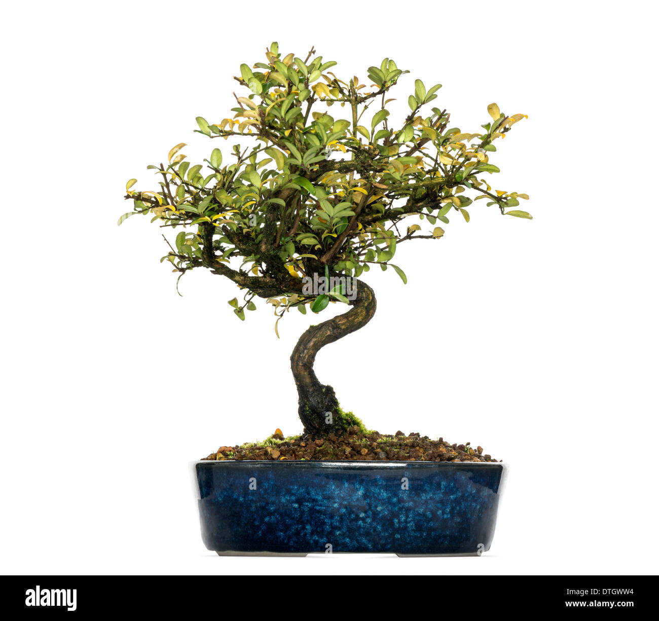 Caprifoglio albero di bonsai, Lonicera caprifolium, contro uno sfondo bianco Foto Stock