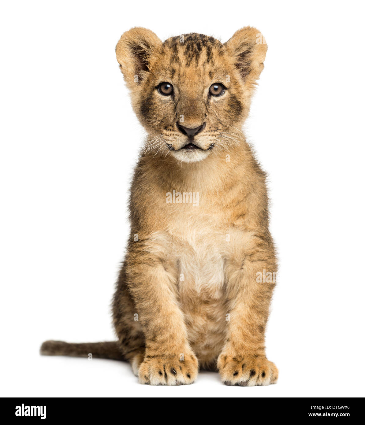 Lion cub seduta, guardando la telecamera, 10 settimane di età, contro uno sfondo bianco Foto Stock