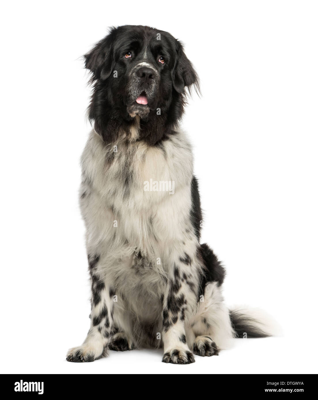 Terranova dog sitter, ansimando, guardando in alto, 2 anni, contro uno sfondo bianco Foto Stock