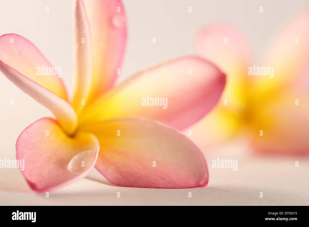 Fiori di frangipani SOFT FOCUS Foto Stock