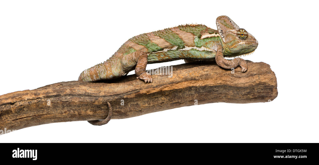 Vista laterale di un velato chameleon in piedi su un ramo, Chamaeleo calyptratus, di fronte a uno sfondo bianco Foto Stock
