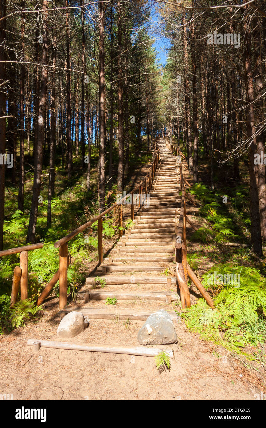 Scale di legno nella foresta che portano alla cima di una montagna di piccole dimensioni Foto Stock