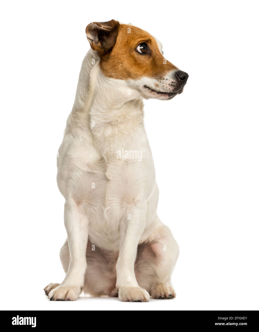 Jack Russel Terrier seduta, guardando lontano contro lo sfondo bianco Foto Stock