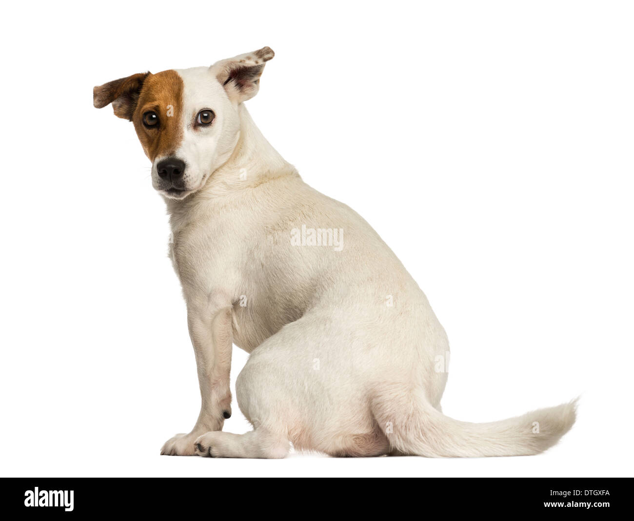 Vista posteriore di un Jack Russel terrier guardando indietro contro uno sfondo bianco Foto Stock