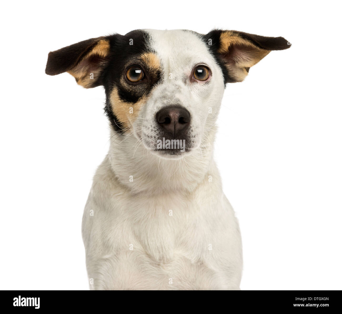 Close-up di un Jack Russel terrier guardando la telecamera contro uno sfondo bianco Foto Stock