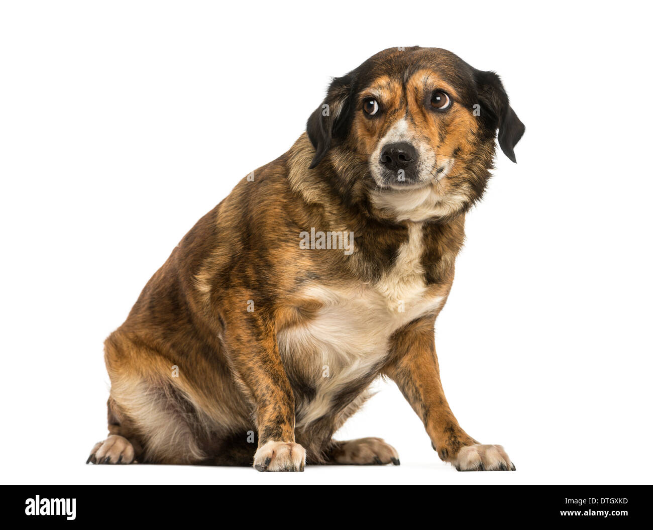 Incroci di dog sitter, cercando intimidito contro uno sfondo bianco Foto Stock