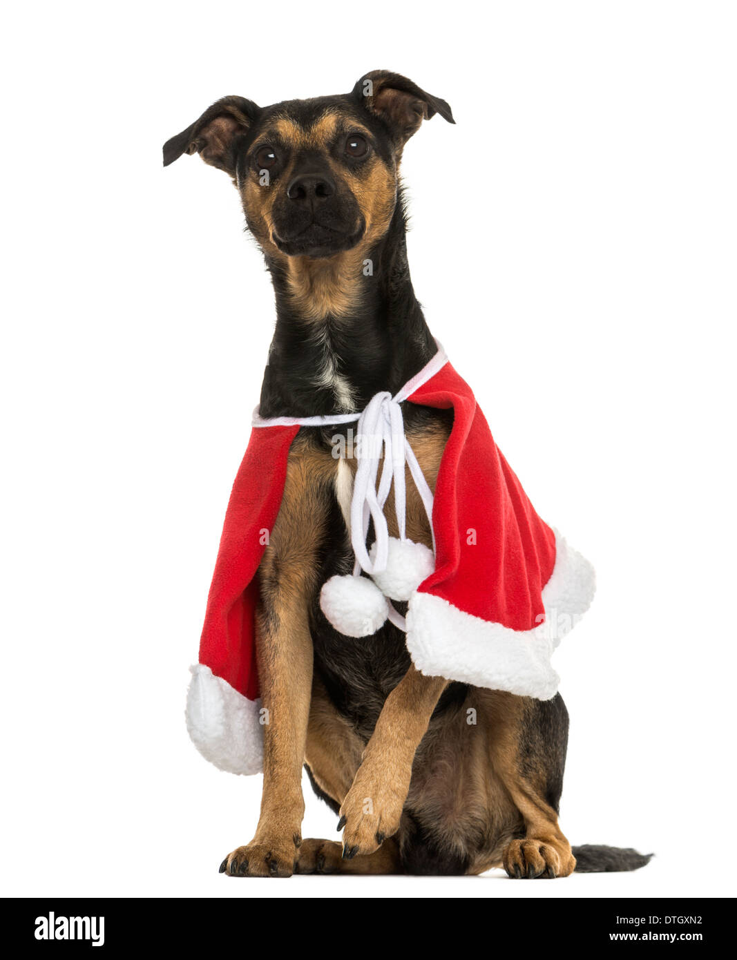 Incroci di cane che indossa un capo di Natale, seduti contro uno sfondo bianco Foto Stock