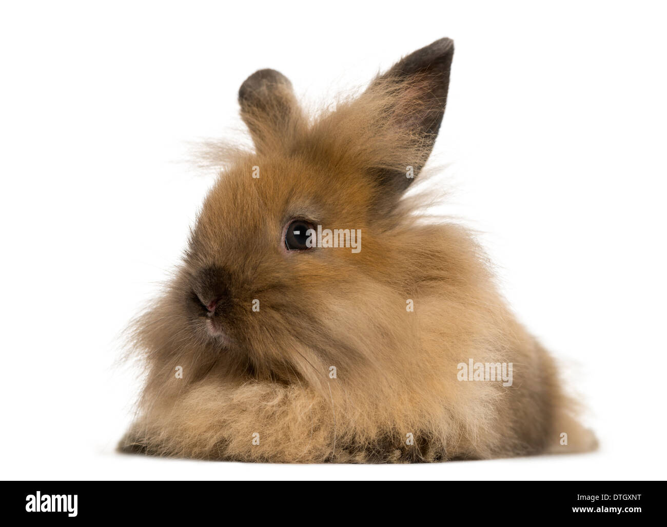 Il coniglio d'Angora davanti a uno sfondo bianco Foto Stock