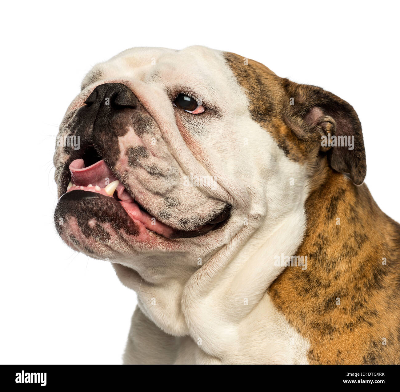 Close-up di un bulldog inglese ansimando contro uno sfondo bianco Foto Stock