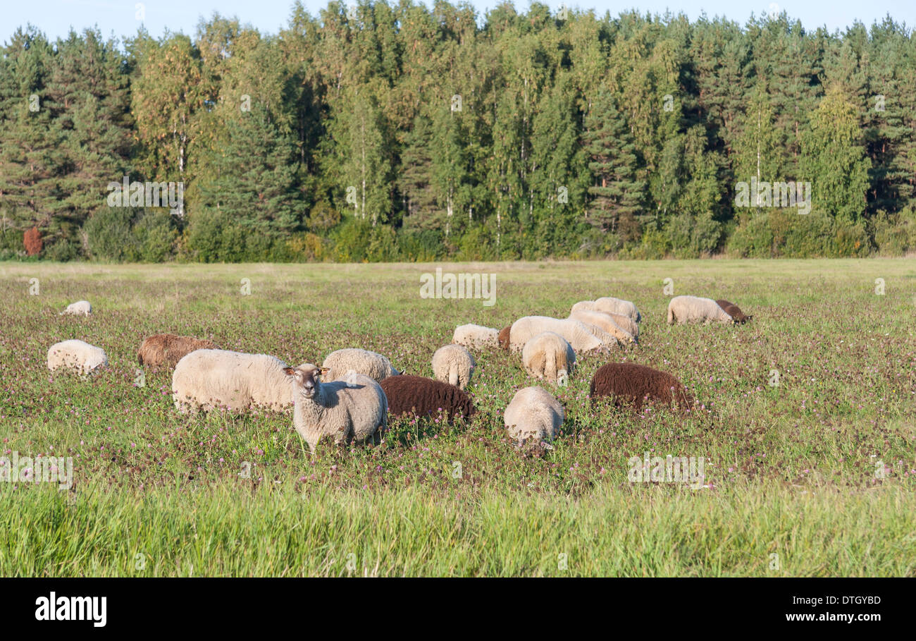 Molti marrone e bianco pecore mangiano sull'erba o campo di fieno Foto Stock
