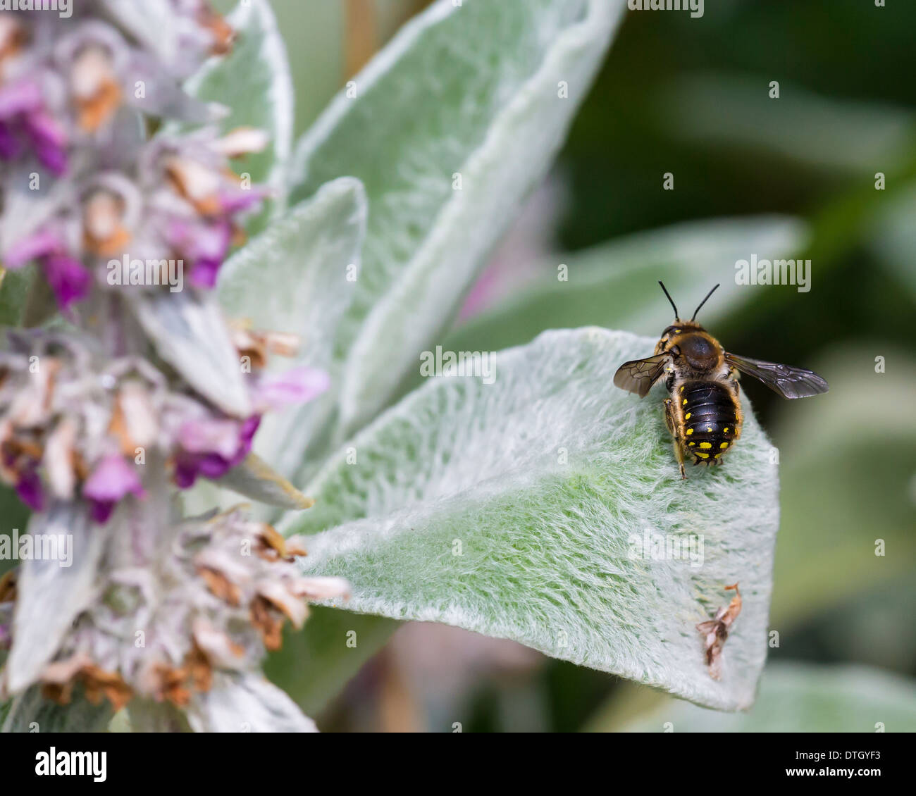 Maschio di carda lana bee di agnello l orecchio che mostra picchi sulla punta della coda Foto Stock