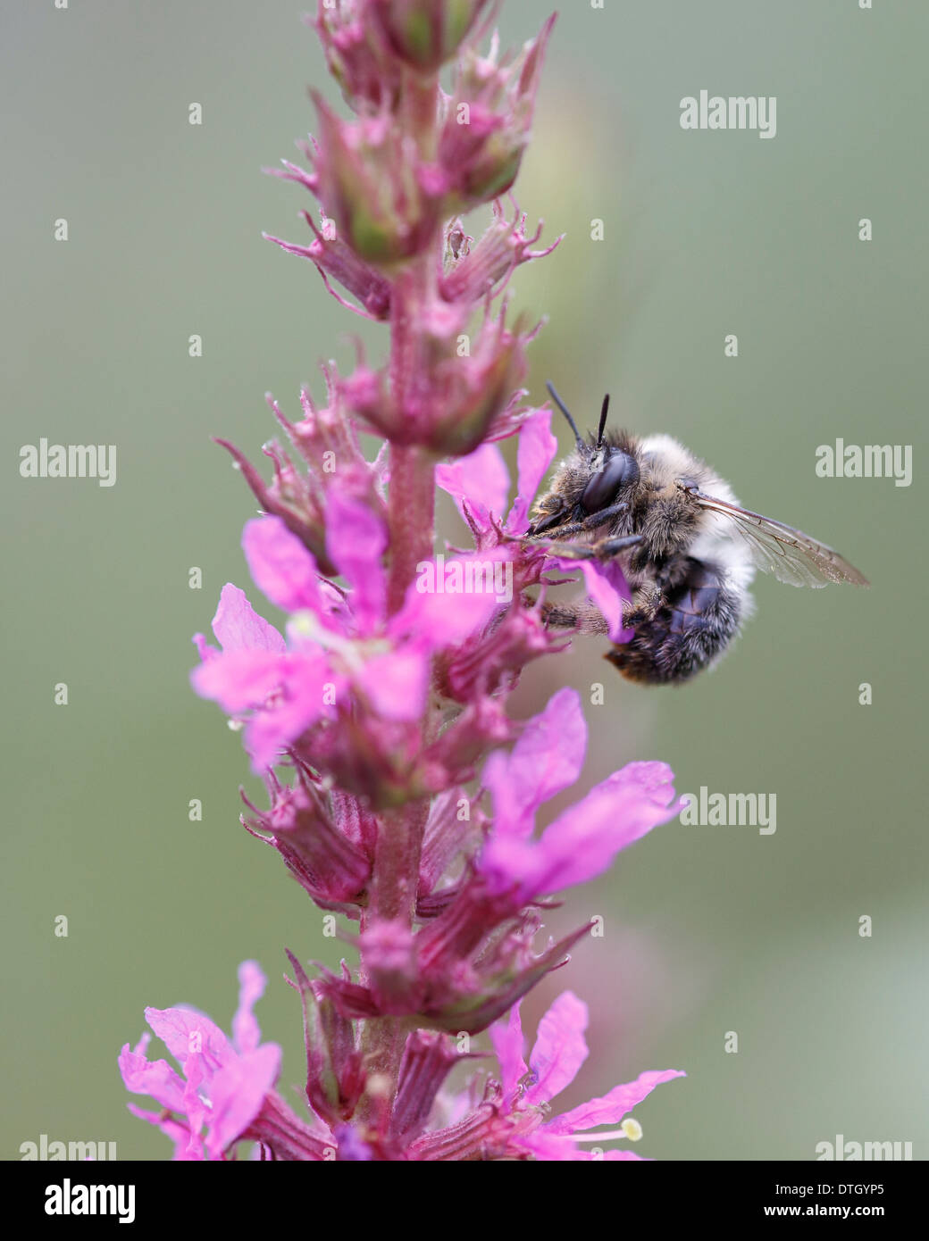 La forcella fiore codato bee (Anthophora furcata) foraggio su purple loosestrife (Lythrum salicaria) Foto Stock