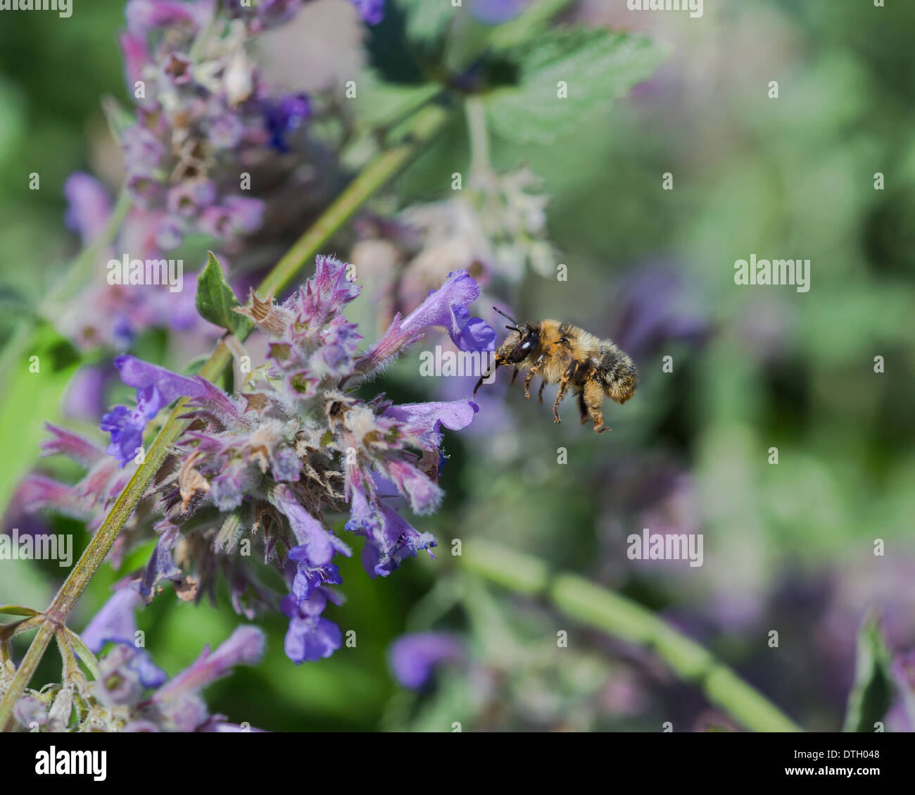 Forcella fiore codato bee (Anthophora furcata) volare verso di nepitella Foto Stock