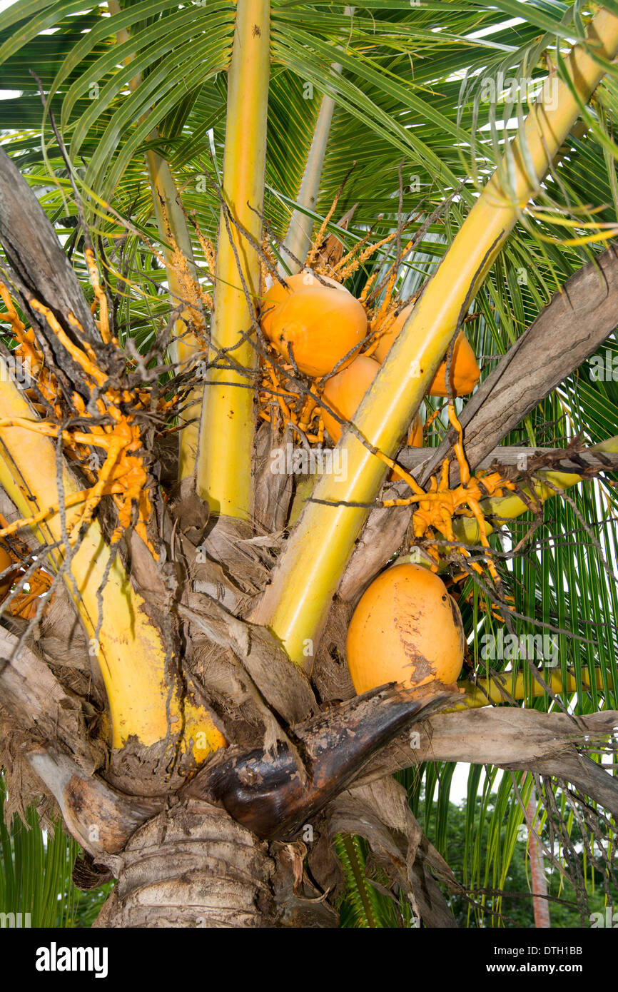 In prossimità di una nana palma da cocco con rip la frutta che è raccolto dagli abitanti locali. Foto Stock