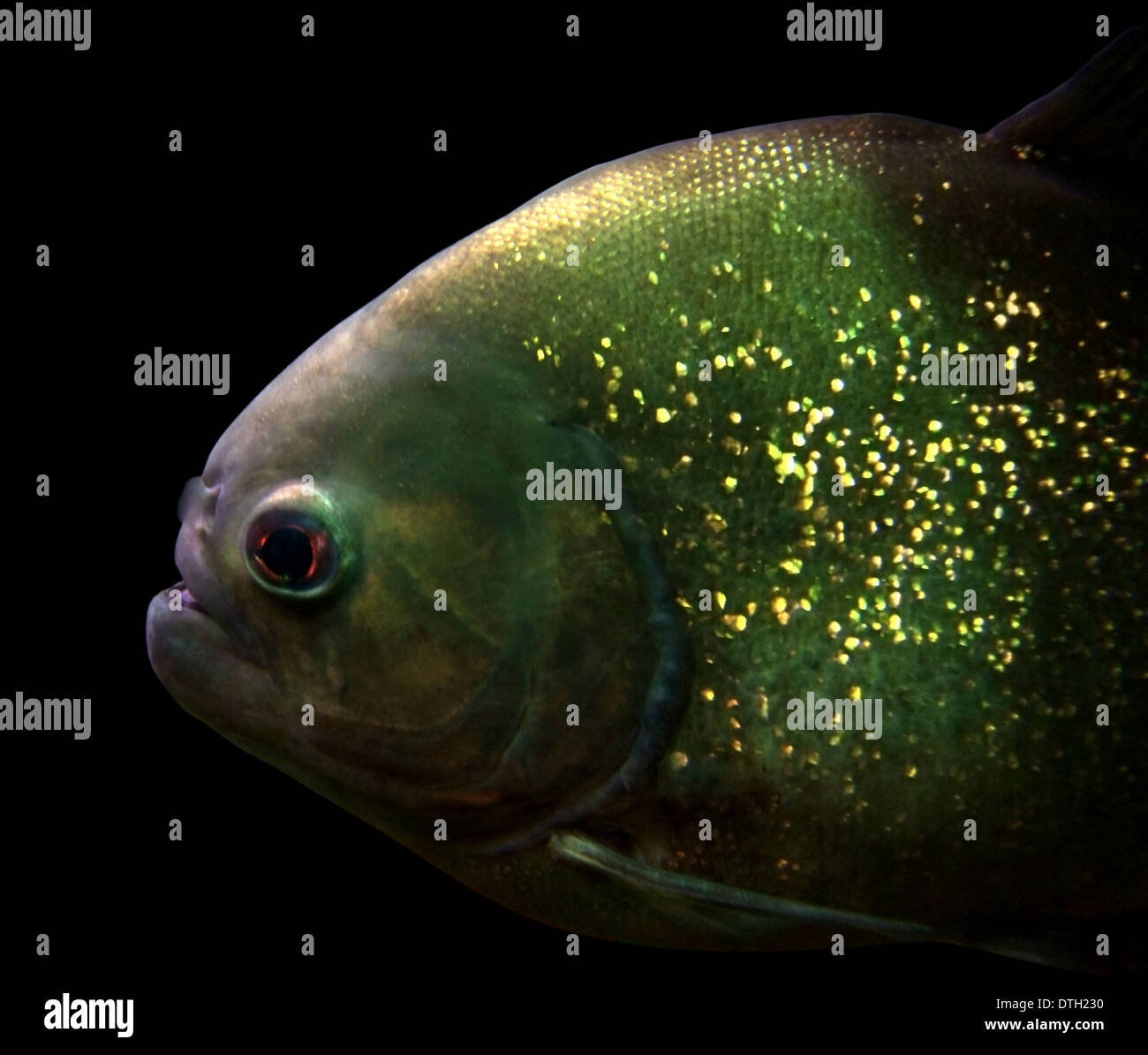 Dettaglio di un Piranha in black back Foto Stock