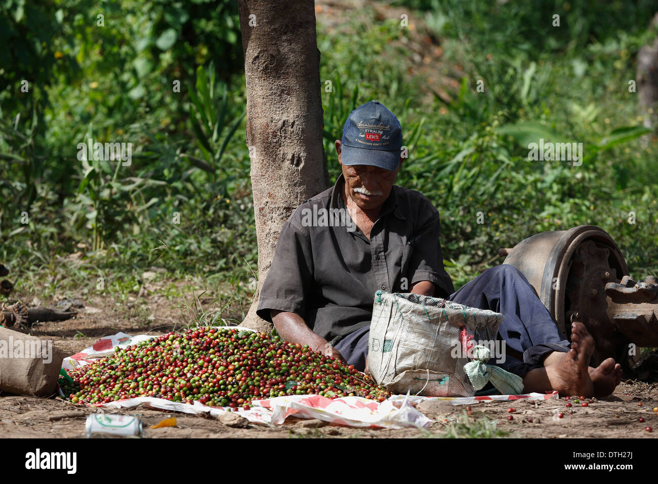 L'uomo ordinamento appena raccolto bacche di caffè, Northwest Nicaragua Foto Stock