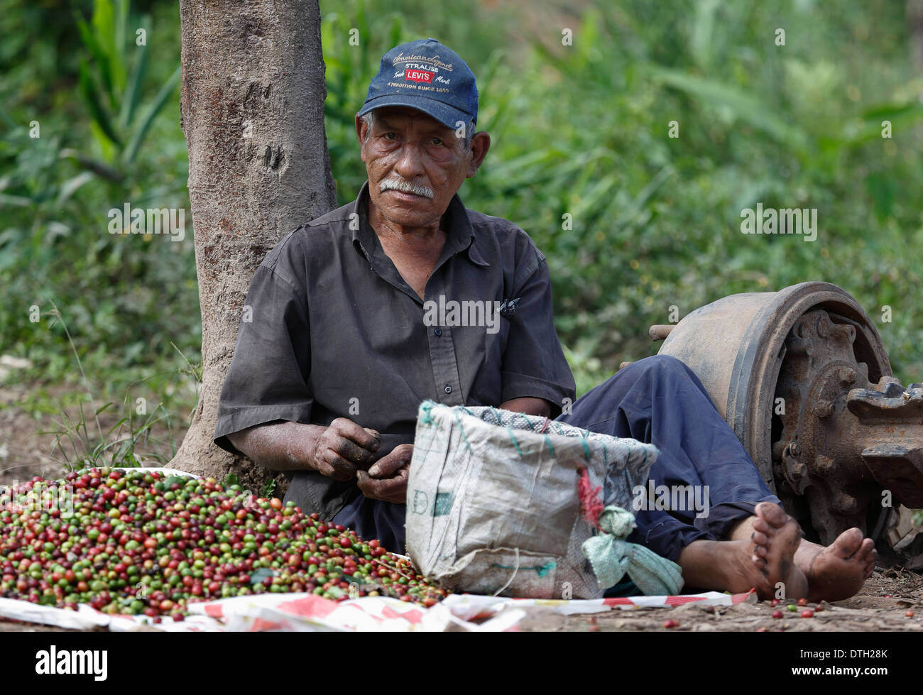 L'uomo ordinamento appena raccolto bacche di caffè, Northwest Nicaragua Foto Stock