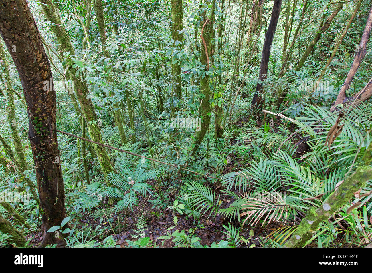 Foresta pluviale nel Mount Kinabalu Park, Borneo Malaysia Foto Stock